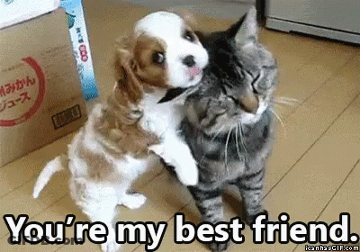 Puppy Hugging Cat With You're My Best Friend Text GIF