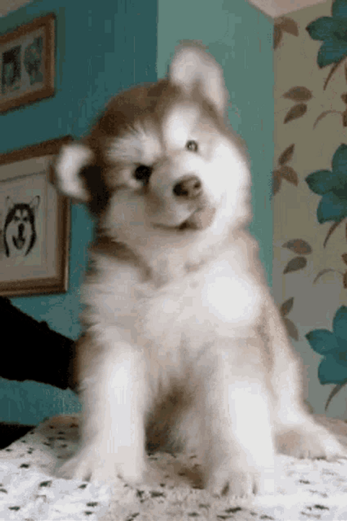 Puppy Husky Head Shake GIF