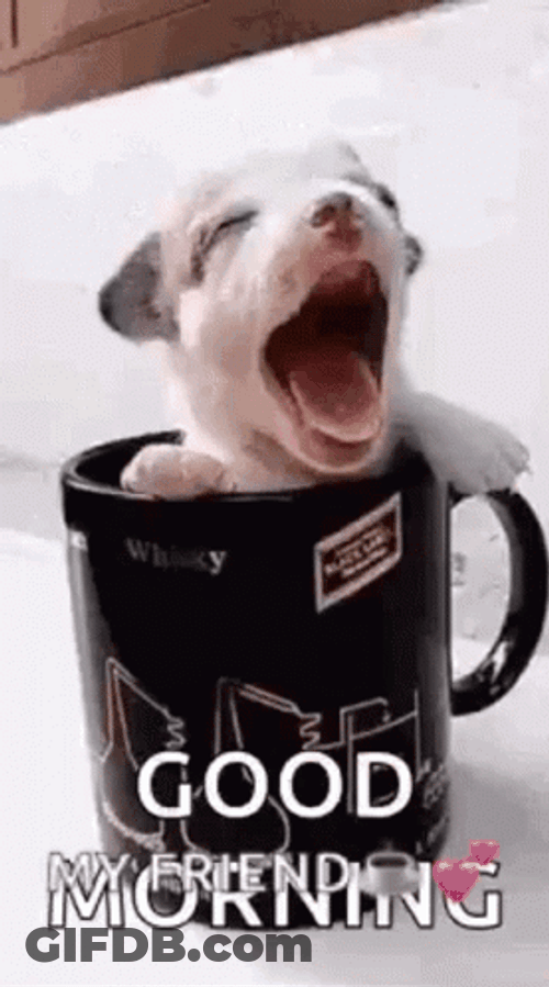 Puppy In A Cup Cute Tuesday GIF