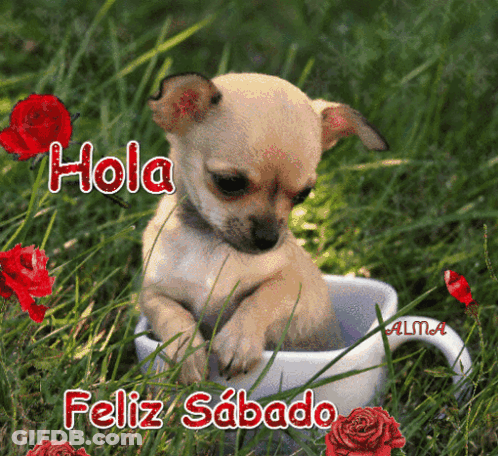 Puppy In Cup With Hola Feliz Sabado GIF