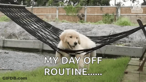 Puppy In Hammock My Day Off Routine GIF