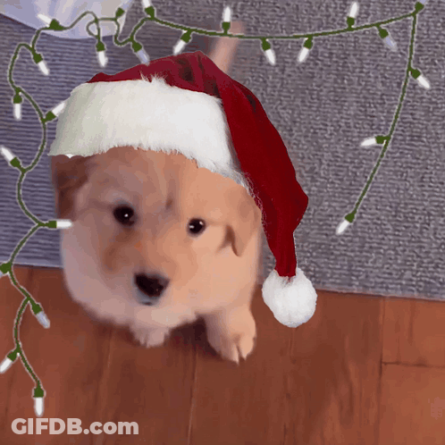 Puppy In Santa Hat With Christmas Lights GIF