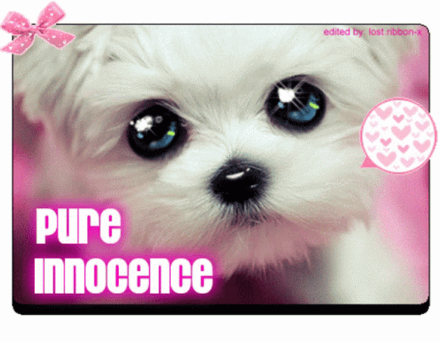 Puppy Innocent Eyes GIF