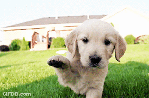 Puppy Jumping In Grass With Paw Up GIF