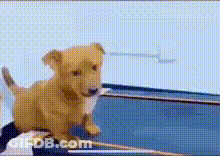 Puppy Jumping On Blue Surface GIF