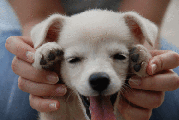 Puppy Labrador Cute Peekaboo GIF