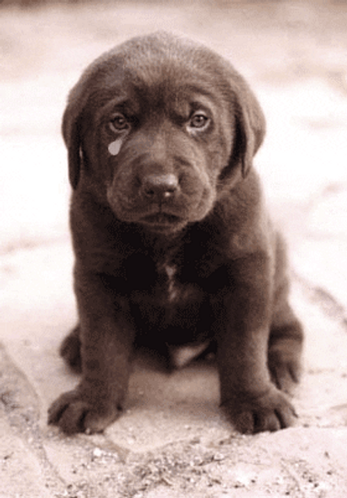 Puppy Labrador Sad Tear GIF