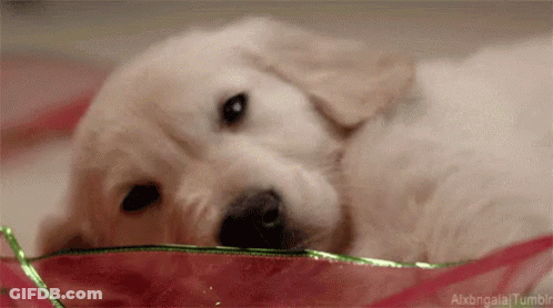 Puppy Laying In Bowl With Green Ribbon GIF