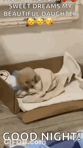 Puppy Laying In Cardboard Box Sweet Dreams My Beautiful Daughter GIF
