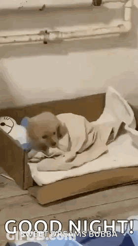 Puppy Laying In Cardboard Box With Blanket GIF