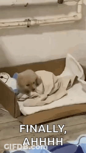 Puppy Laying In Cardboard Box With Blanket GIF