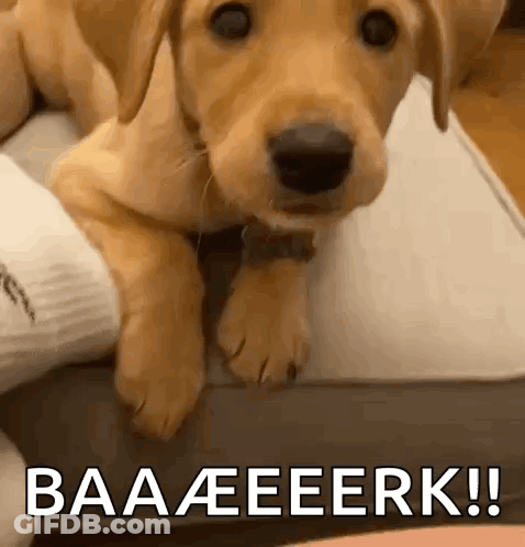 Puppy Laying On Bed With Baaeeerk GIF