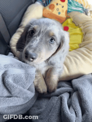 Puppy Laying On Blanket Next To Stuffed Pizza GIF