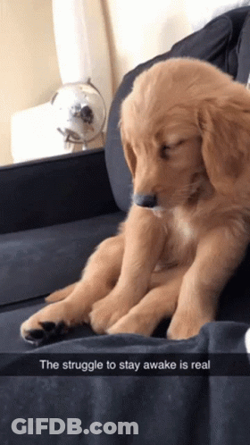 Puppy Laying On Couch Struggle To Stay Awake GIF