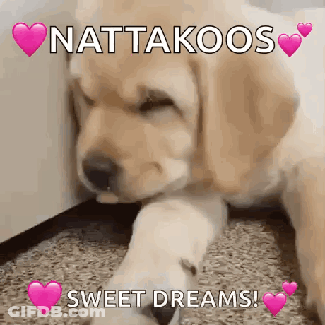 Puppy Laying On Floor Nattakoos Sweet Dreams GIF