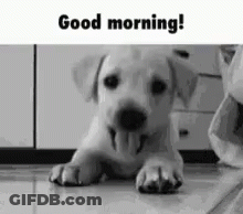 Puppy Laying On Floor With Tongue Out Saying Good Morning GIF
