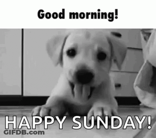 Puppy Laying Tongue Out Saying Good Morning GIF