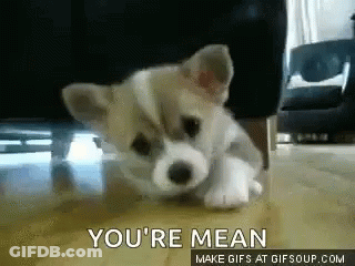 Puppy Laying With Youre Mean GIF
