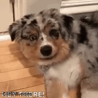Puppy Looking At Camera Saying Hey There GIF