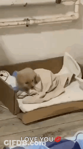 Puppy Lying In Cardboard Box GIF