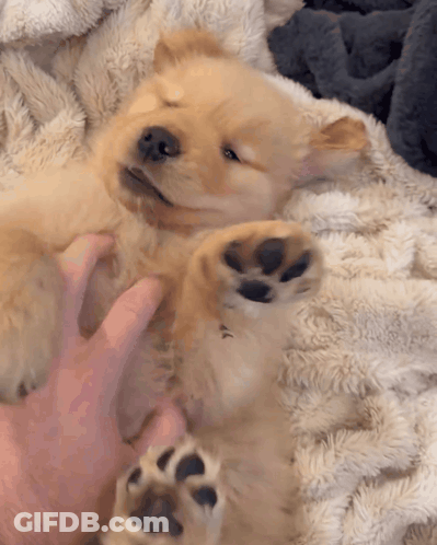 Puppy Lying On Back Being Petted GIF