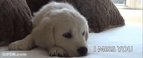 Puppy Lying On Bed I Miss You GIF