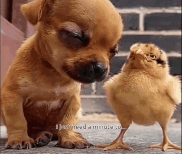 Puppy Need Some Nap Time Right Now GIF