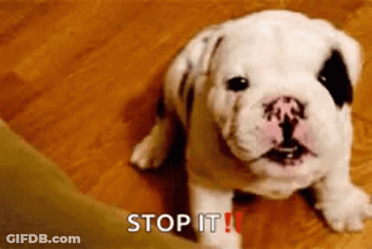 Puppy Oh Stop It GIF