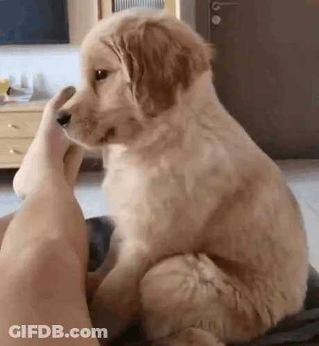 Puppy On Lap Looking At Foot GIF