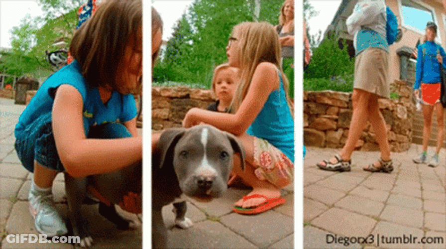 Puppy Passing On Border Optical Illusions GIF