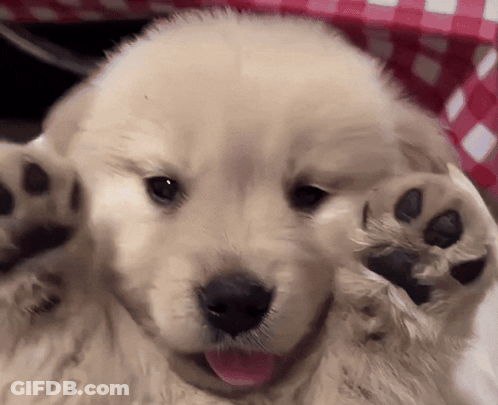 Puppy Paws With Tongue Out GIF