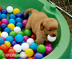 Puppy Playing GIF
