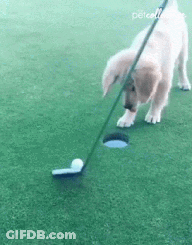 Puppy Playing Golf With Club And Ball GIF