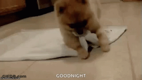 Puppy Playing With Paper Goodnight GIF