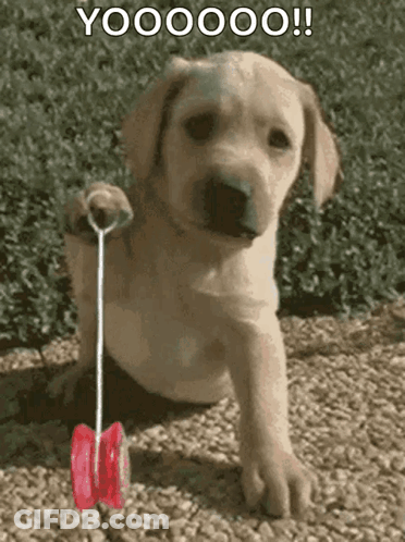 Puppy Playing With Red Yo-Yo Saying Yoooooo GIF