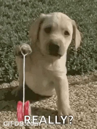 Puppy Playing With Yo-Yo Says Really GIF