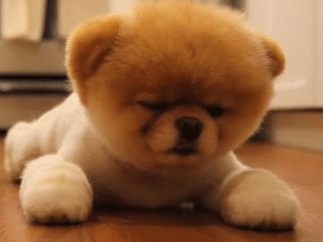 Puppy Pomeranian Boo Blink GIF