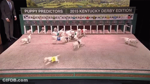 Puppy Predictors 2015 Kentucky Derby Edition Is Shown On A Stage GIF