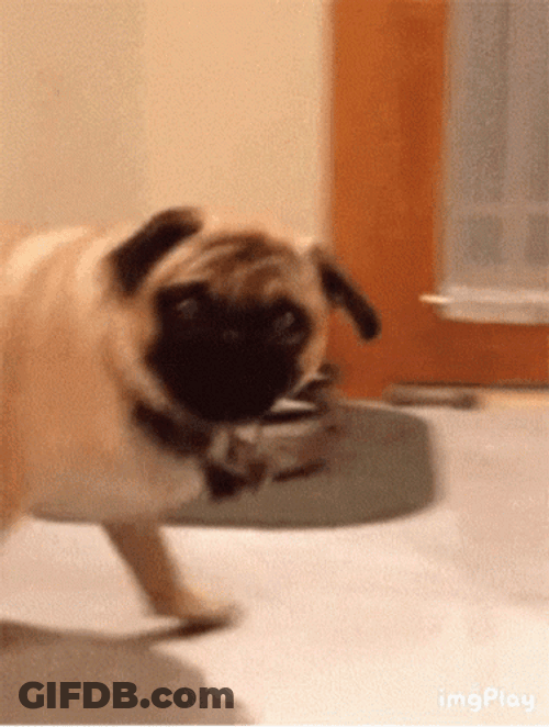 Puppy Pug Like Wut GIF