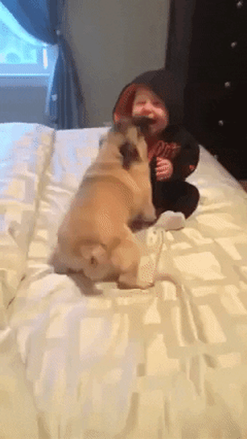 Puppy Pug Play Baby GIF