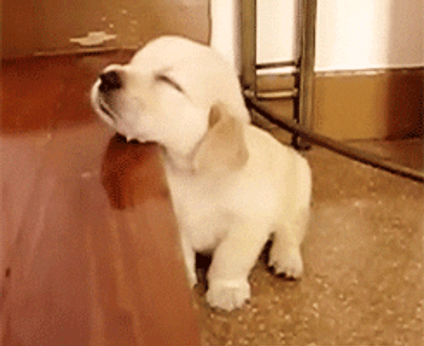 Puppy Retriever Sleepyhead GIF