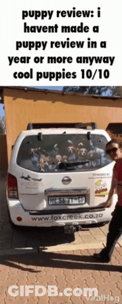 Puppy Review In A Year GIF