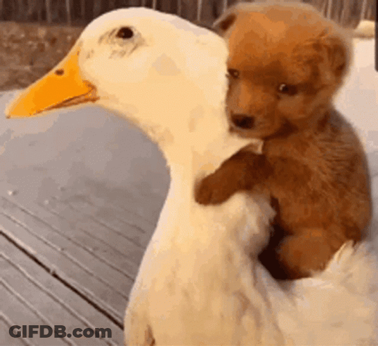 Puppy Riding On Cute Duck GIF