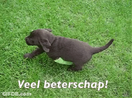 Puppy Running In Grass Veel Beterschap GIF