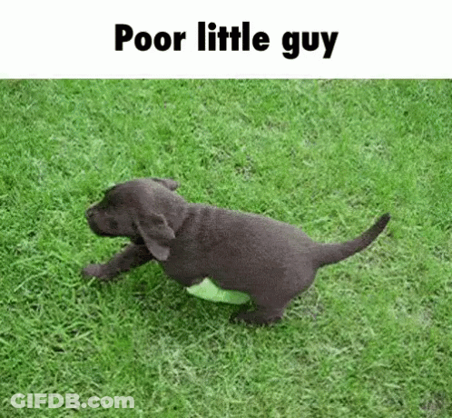 Puppy Running On Green Field With Tennis Ball GIF