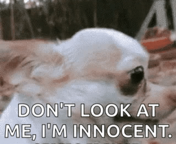 Puppy's Innocent Face GIF