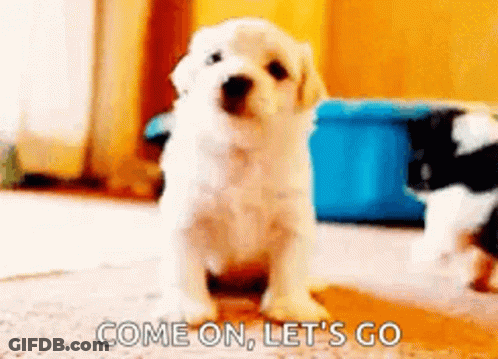Puppy Saying Come On Let's Go GIF