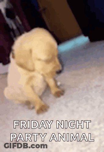 Puppy Sitting Friday Night Party Animal GIF