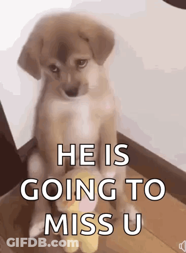 Puppy Sitting Next To Stuffed Duck GIF