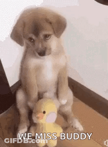 Puppy Sitting Next To Stuffed Duck GIF